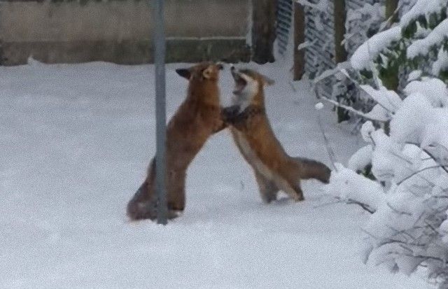 foxinthegarden5_e