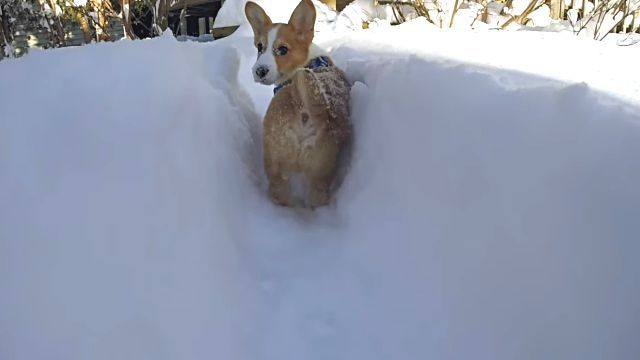 corgi3