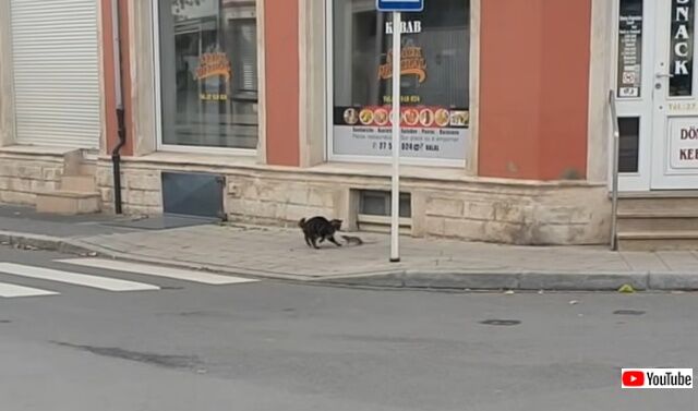 catseesrat2_640
