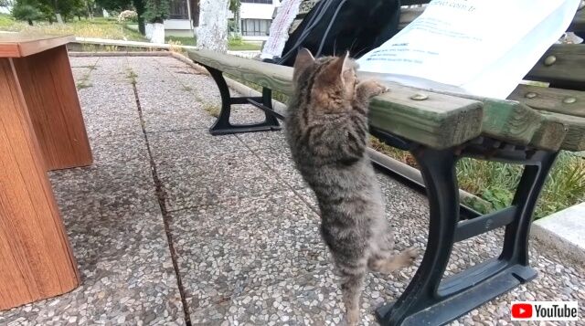tabby4_640