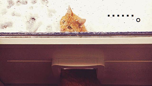 funny-animals-first-snow-cats-dogs28_ea