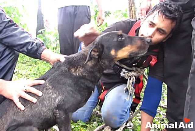 dogofindia4
