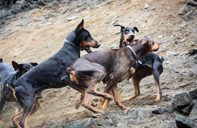 犬と馬6_e