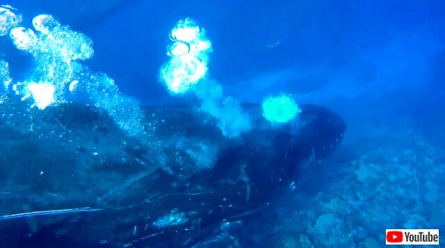humpbackwhale5_640