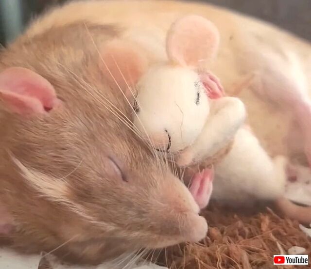 sleepyrat4_640