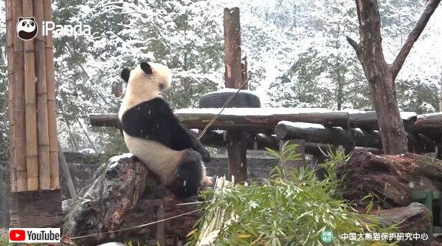 snowpandas5_640