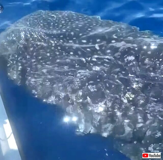 whaleshark3_640