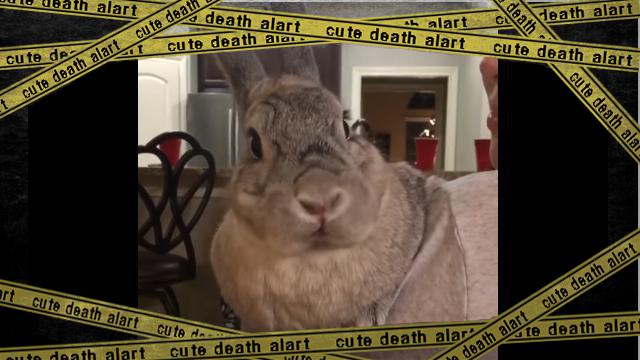 bunny-f [www-frame