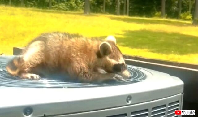 raccoononfan6_640