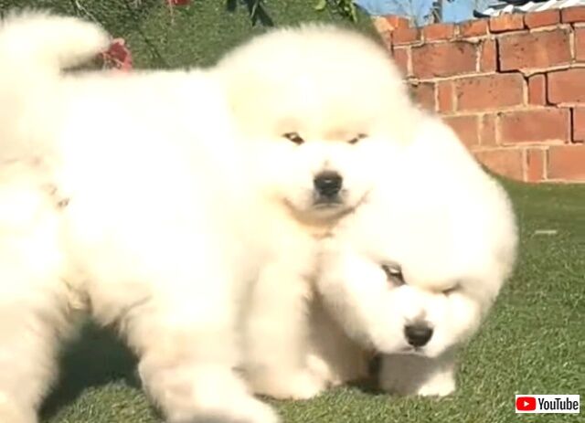 fluffybear4_640