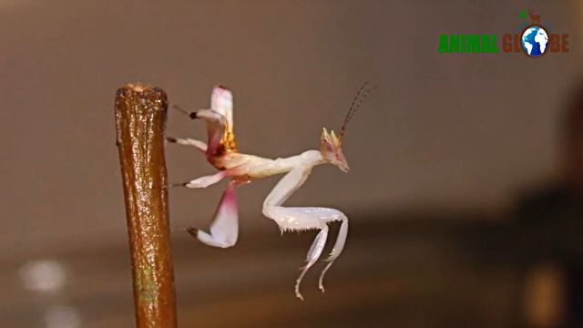 prayingmantis12