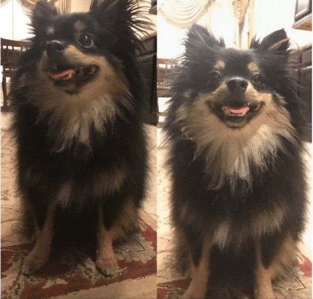 goodboy11_e