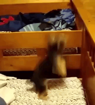 お正月のまったりタイムはコレで決まり 犬と猫と動物たちの楽しい動画詰め合わせ カラパイア お正月のまったりタイムはコレで決まり 犬と猫と動物たちの楽しい動画詰め合わせ カラパイア