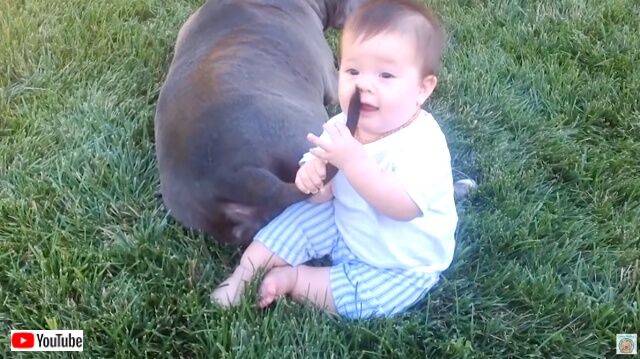 dogsnbabies1_640