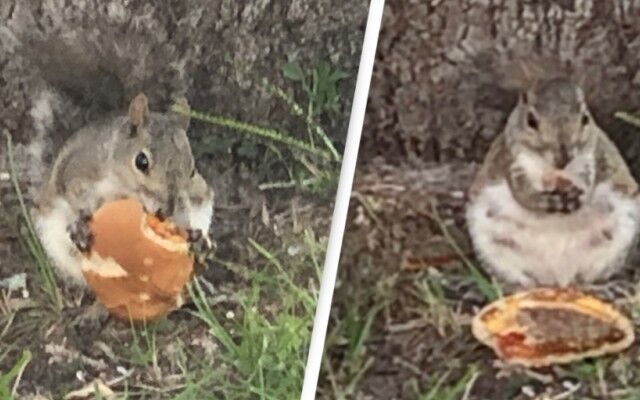 リスお前もか。マクドナルドのチーズバーガーを愛するふとっちょリスが発見された