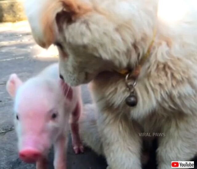 puppiesnpigs2_640