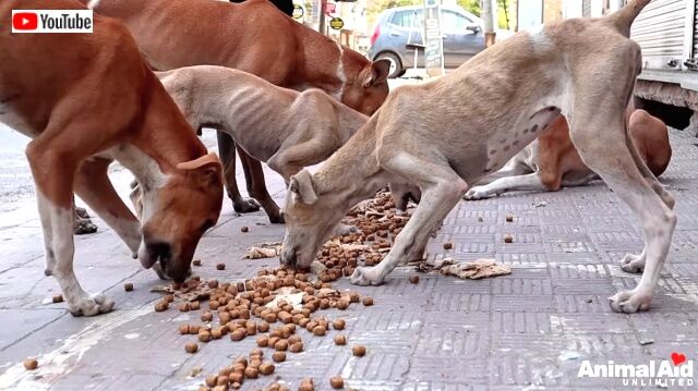 feedinganimals2_640