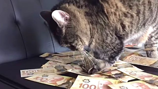 moneycat1