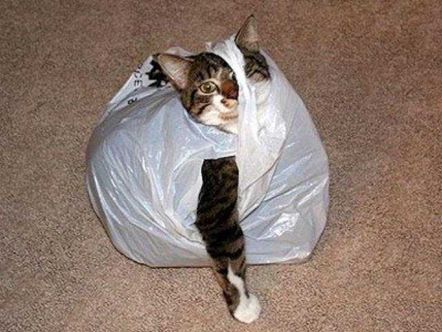 catsinabag10go