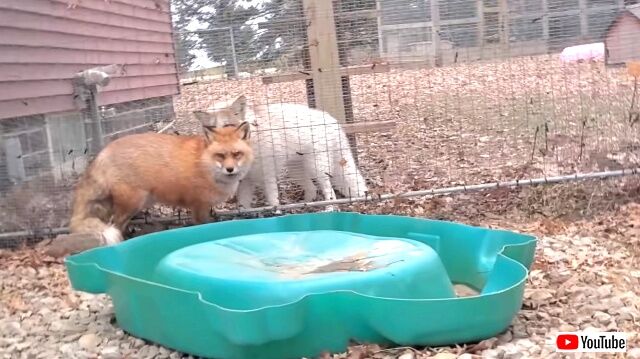 foxes6_640