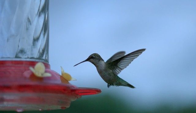 slowmobirds12_e