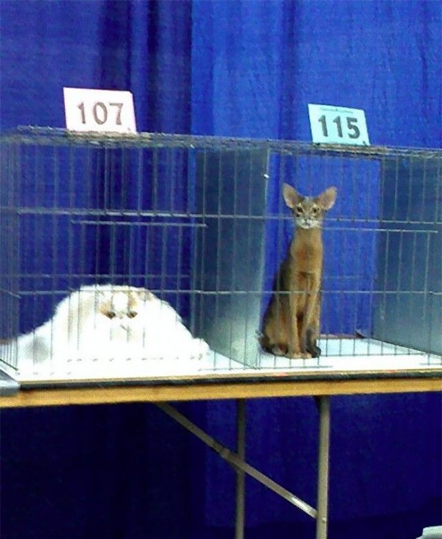 cute-melted-animals-32-58c11895b86e4__605_e