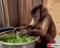 monkey