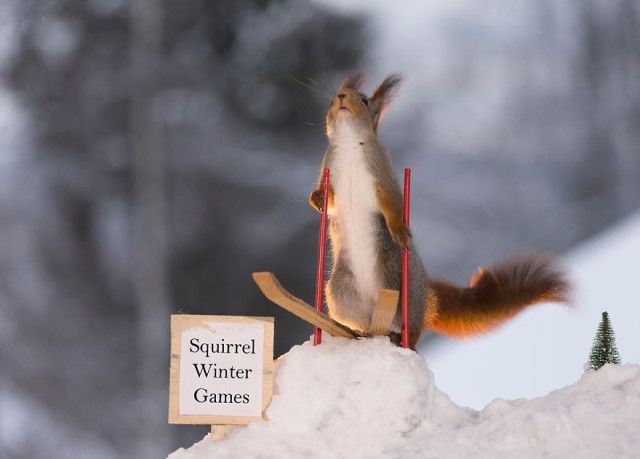 wintersportssquirrel12_e