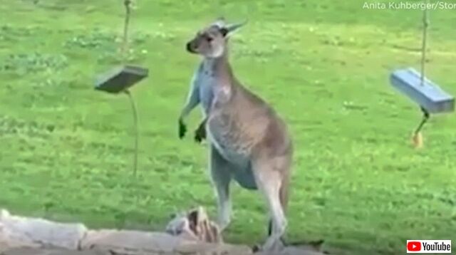 kangaroo4_640