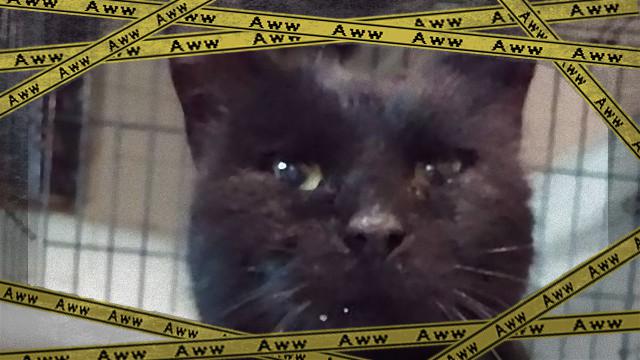 cat-4_e-frame