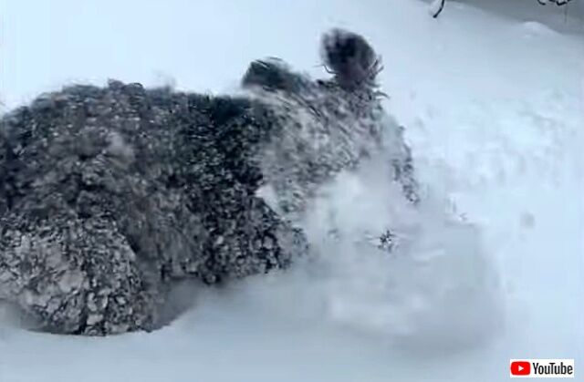 snowdog9_640