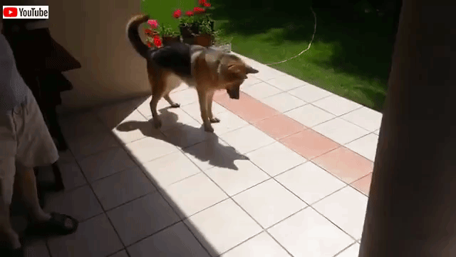 dognshadow