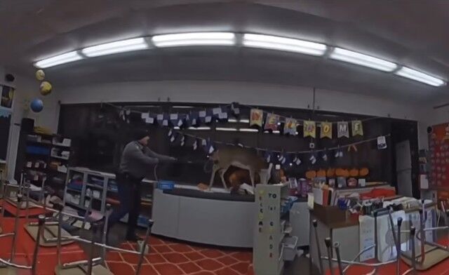 「何やってんだ…」小学校に鹿が侵入！大暴れの末、おまわりさんに誘導されて森へ帰る