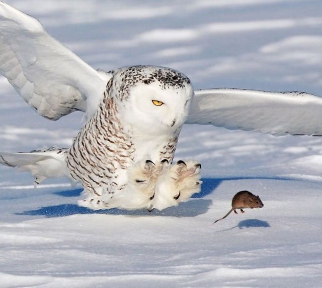 owl-3 (1)