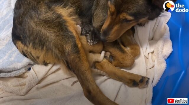 ガソリンスタンドで保護された母犬、早産で失った子供たちの代わりに子猫ズの養い親となる