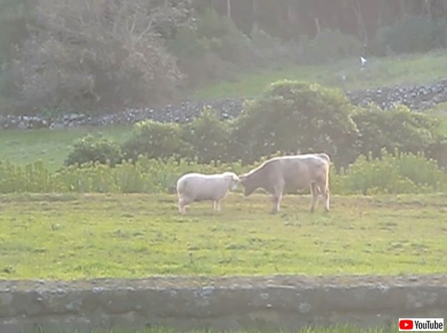 sheepnbull2_640
