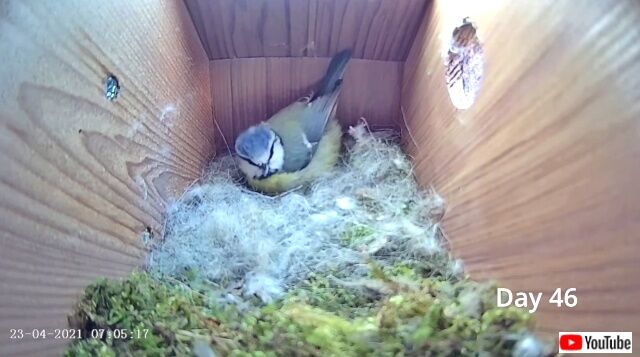 bluetit4_640