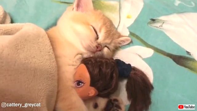 あったかくしていい夢見てね！人形をしっかり抱っこしておねむな子猫が可愛すぎる