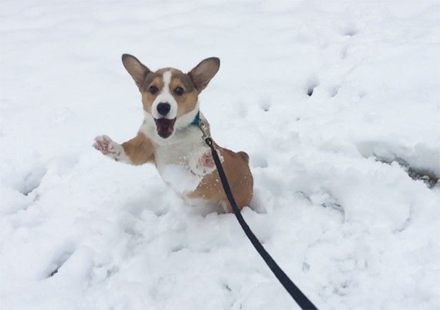 funny-animals-first-snow-cats-dogs12_e