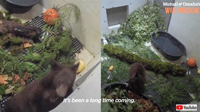 bearcub2_640