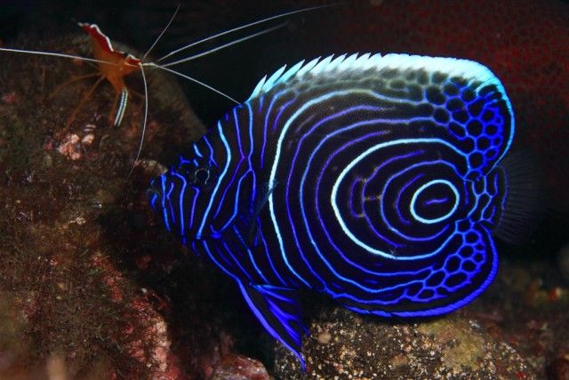 Juvenile-Emperer-Angel-Fish_e