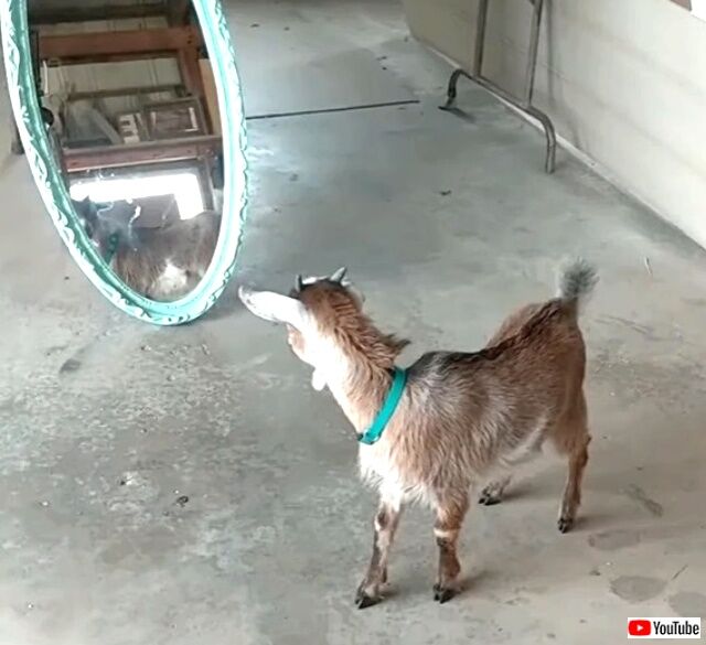 babygoat2_640