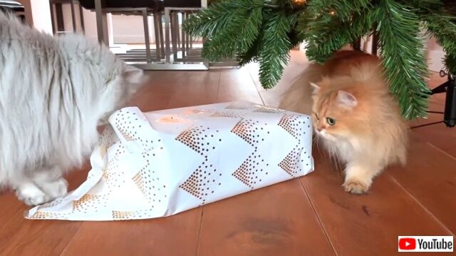 catsconquerxmaspres3_640