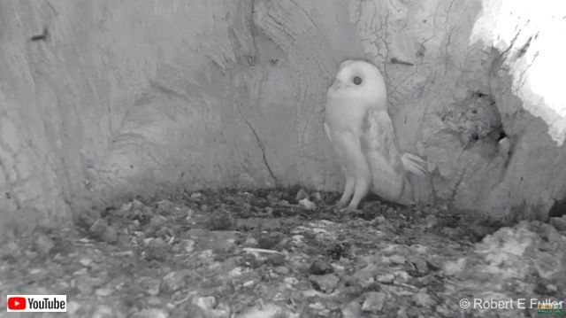 barnowlbaby4_640