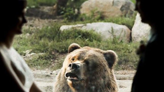 bear-3 [www.imagesplitter.net]_e