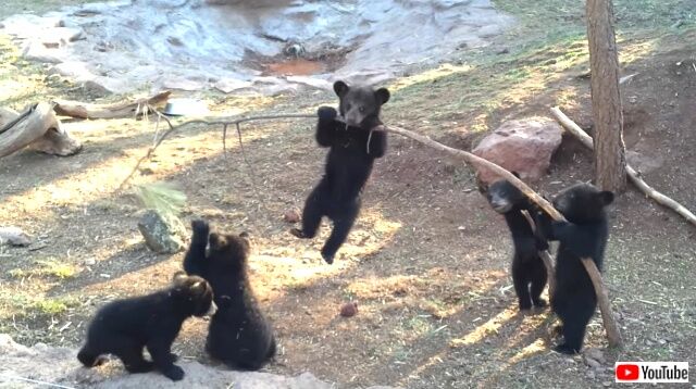 bearcubs0_640