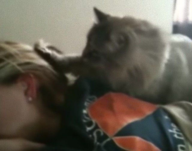 catsmorningcall9_e
