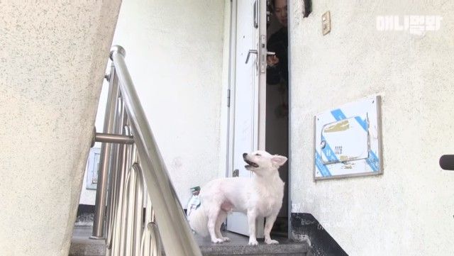 dogwaitingforsomeone1_e