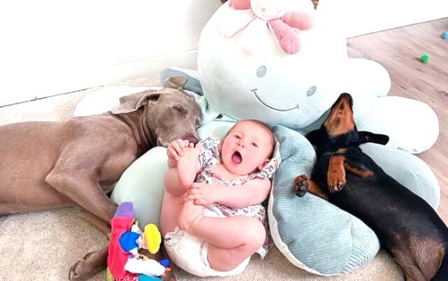 dogsnbaby0_640