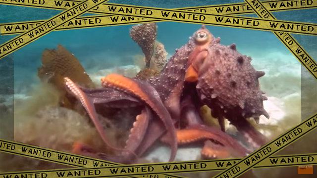 octopus3-frame